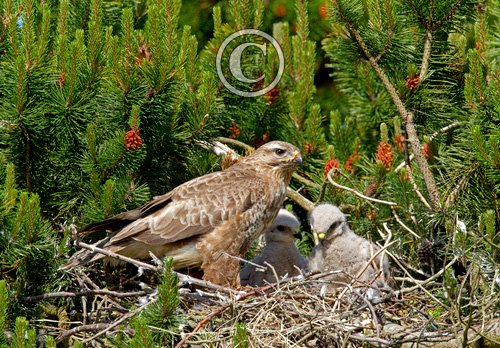 Common Buzzard witth Chicks  DM0434